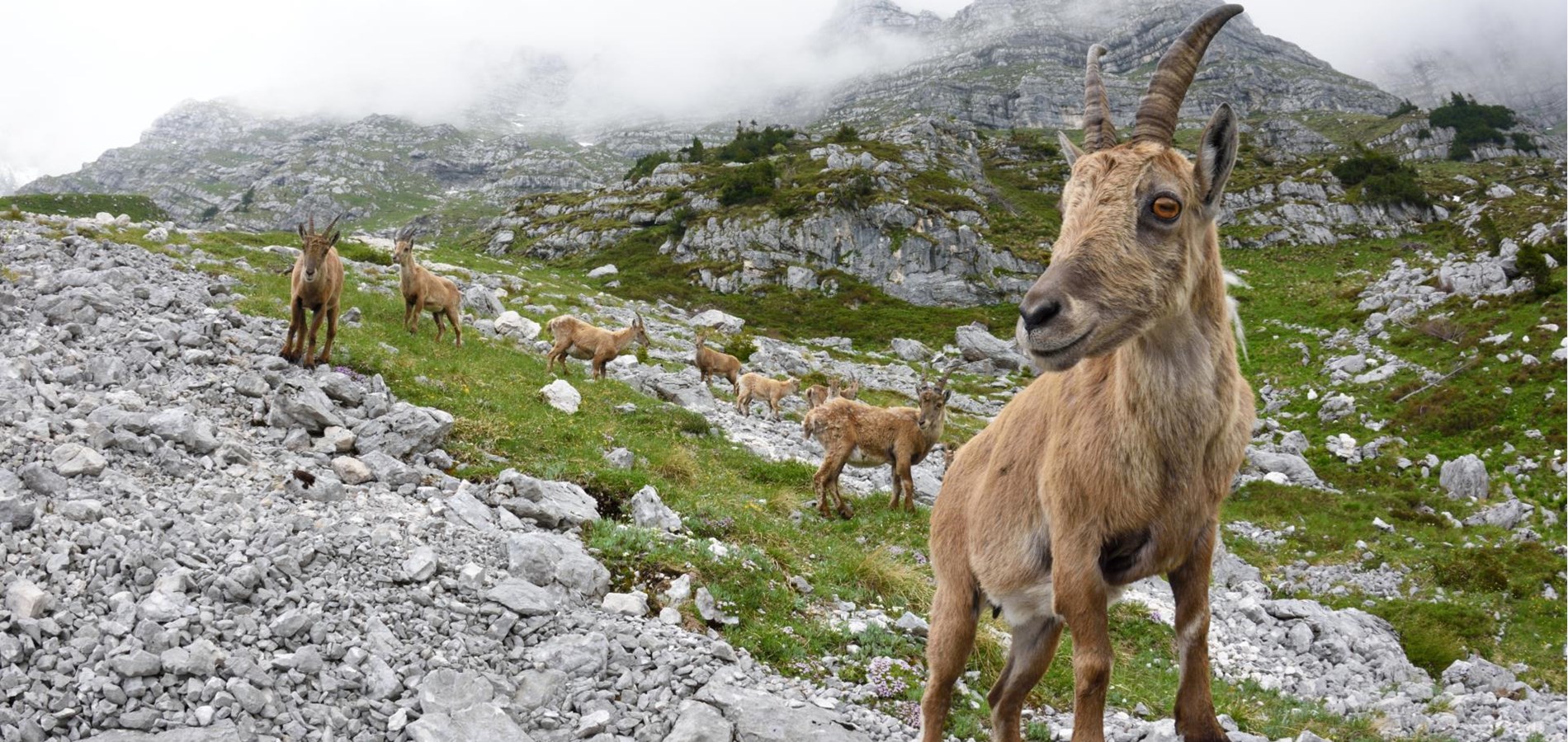 Sperimentare la diversità: la fauna nel Parco Nazionale dello Stelvio