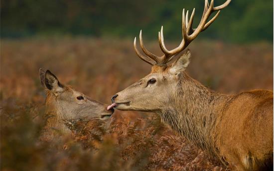 Accompagnamento ai cervi in fregola per fotografi della natura